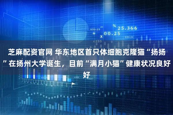 芝麻配资官网 华东地区首只体细胞克隆猫“扬扬”在扬州大学诞生,目前“满月小猫”健康状况良好